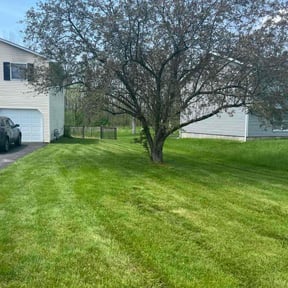 grass maintenance by Uptown Elite Cleaning Property Services LLC reviewed on August 30, 2024