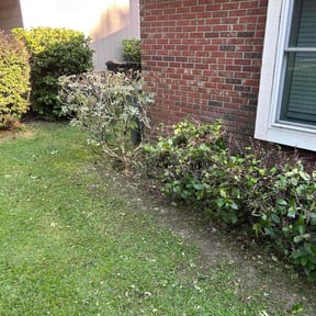 Bush Trimming by RyBo inc reviewed on August 20, 2023