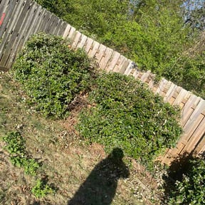 Bush Trimming by Jordan's Lawncare reviewed on March 20, 2026