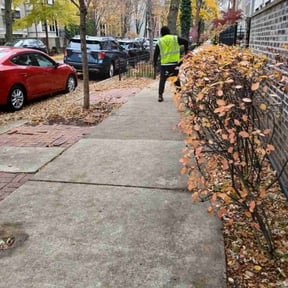 Bush Trimming by L.L Services reviewed on November 23, 2025