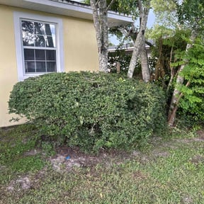 Bush Trimming by Sunnyside of Hillsborough  reviewed on November 21, 2025
