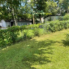 Bush Trimming by Igolawncare reviewed on October 24, 2025