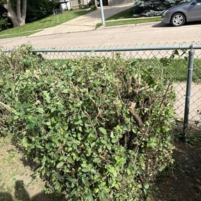 Bush Trimming by David View reviewed on June 18, 2026