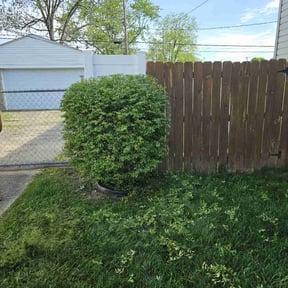 Bush Trimming by Ultimate Landscape Contractor  reviewed on August 19, 2025