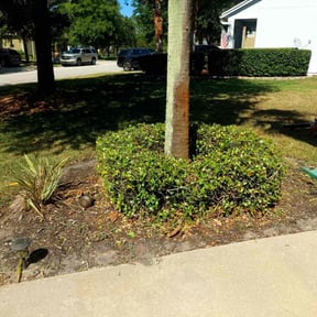 Bush Trimming by T&M landscaping reviewed on August 18, 2025
