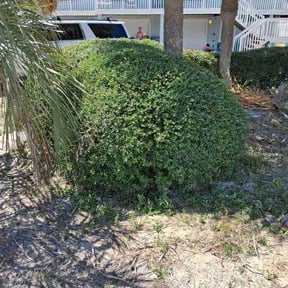 Bush Trimming by L&amp;S Lawnservice reviewed on August 17, 2026