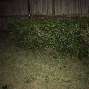 Bush Trimming by MM Lawn Cutting reviewed on October 22, 2025
