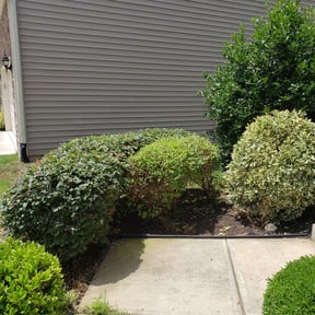 Bush Trimming by Hermitage Lawn Care reviewed on August 18, 2025