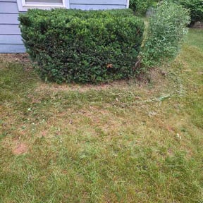 Bush Trimming by Lawn Angel reviewed on June 10, 2026