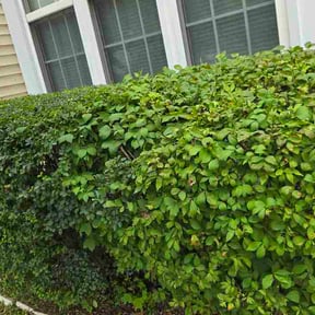 Bush Trimming by Golf Yard: Lawn Care reviewed on July 23, 2026