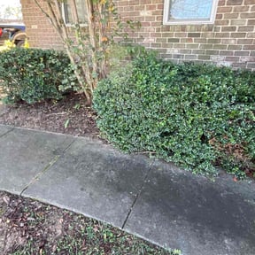 Bush Trimming by Lavish Lawn Care LLC reviewed on November 8, 2025