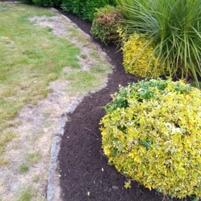 Bush Trimming by Fisher's Lawn & Walls reviewed on August 17, 2025