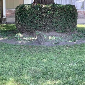 Bush Trimming by BSM & Co. Landscaping reviewed on August 21, 2025