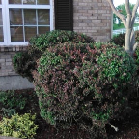 Bush Trimming by Benitez Lawn Services reviewed on August 7, 2025