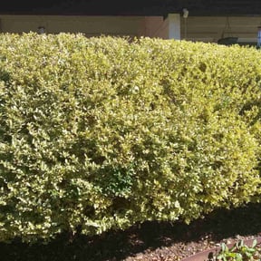 Bush Trimming by Sharp Cuts Lawn Service reviewed on August 20, 2025