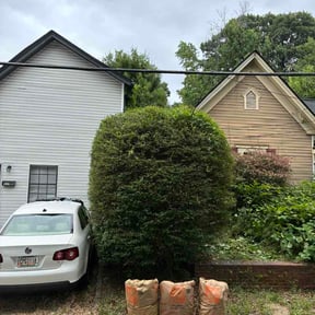 Bush Trimming by Landyns Lawncare reviewed on June 9, 2026