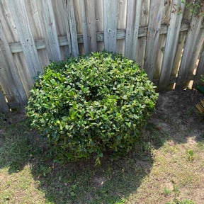 Bush Trimming by Rosedale Lawn reviewed on May 21, 2024