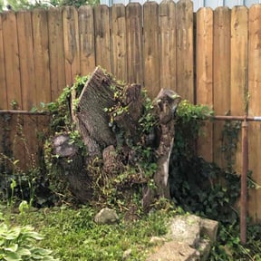 Bush Trimming by T&#039;s Lawncare reviewed on August 21, 2025