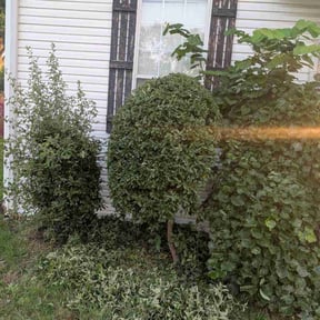 Bush Trimming by Troy's Lawn Care reviewed on August 19, 2025