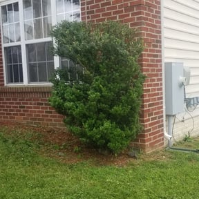 Bush Trimming by Jusus Lawn Care LLC reviewed on March 24, 2024