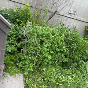 Bush Trimming by Cedric's Lee's Tree service and Landscaping reviewed on August 19, 2025