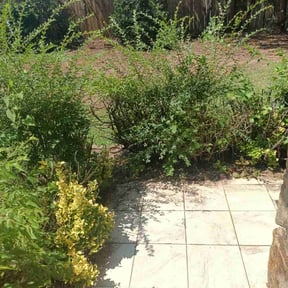 Bush Trimming by wewemowlawns reviewed on December 15, 2025