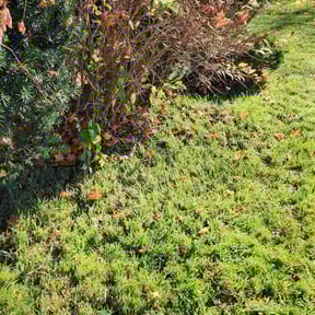 Bush Trimming by Jaimel Peace reviewed on August 18, 2025