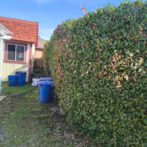 Bush Trimming by Foresight Landscape Maintenance and Design  reviewed on February 18, 2026