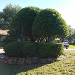 Bush Trimming by Quality cuts reviewed on August 20, 2025