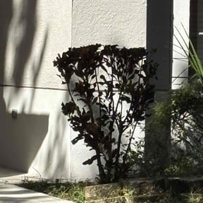 Bush Trimming by Sloan lawn care reviewed on November 20, 2025