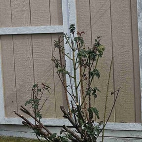 Bush Trimming by Tri-County Lawn Care & removals reviewed on August 20, 2025