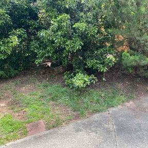 Leaf Removal by Cameron’s mowing reviewed on June 12, 2026