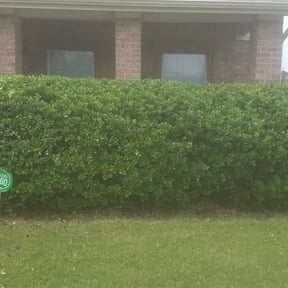 Bush Trimming by Var Landscape reviewed on August 17, 2025