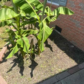 Flower Bed Weeding by Verde Garden LLC. reviewed on August 15, 2025