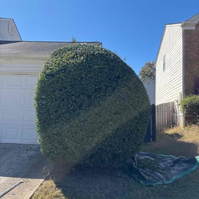 Bush Trimming by Giron Tree Services LLC reviewed on December 4, 2025