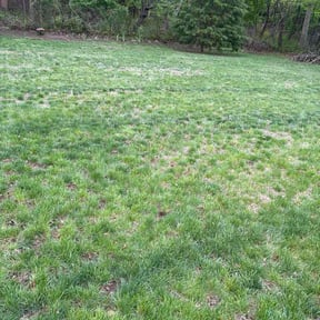 Leaf Removal by DR Lawn Care Services reviewed on May 3, 2026