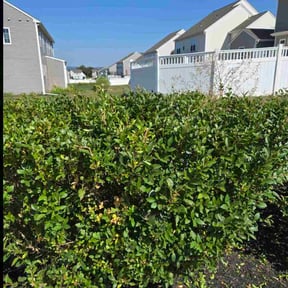 Bush Trimming by Pulido&#039;s reviewed on October 18, 2025