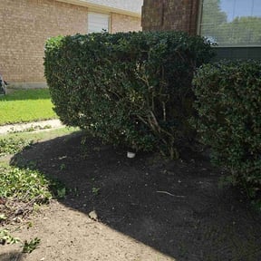 Bush Trimming by L&D Lawn Care Inc. reviewed on August 16, 2025