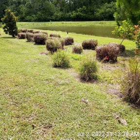 Bush Trimming by Father and Sons Lawn and pressure washing reviewed on August 17, 2025