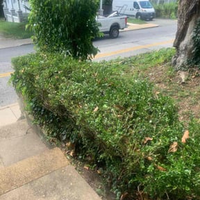 Bush Trimming by LKN Handy reviewed on May 17, 2026