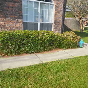 Bush Trimming by AA Property Services Inc reviewed on August 19, 2025