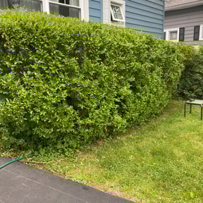 Bush Trimming by keyes and company reviewed on August 17, 2025