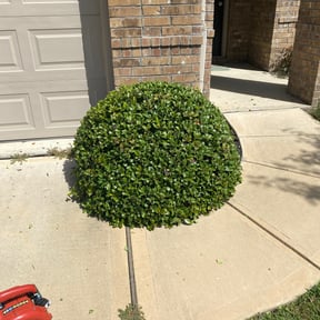 Bush Trimming by Legacy Lawn care reviewed on August 19, 2025
