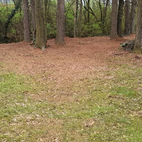 Leaf Removal by Croc Landscape Corp reviewed on September 6, 2025