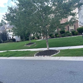 grass maintenance by Zay's Lawn Service reviewed on August 16, 2024