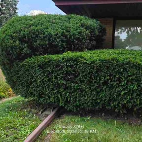Bush Trimming by Lawn pro reviewed on August 30, 2026