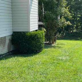 Bush Trimming by Amayas lawn services reviewed on August 5, 2026
