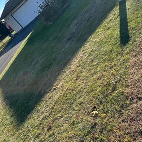 Leaf Removal by The lawn Guy reviewed on November 8, 2025