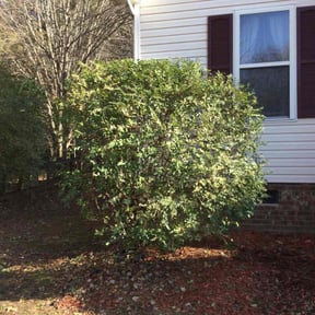 Bush Trimming by LEL landscape reviewed on January 20, 2026