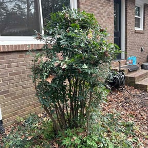 Bush Trimming by TOPNOTCHSERVICES ZYREN LOPEZ reviewed on February 29, 2024
